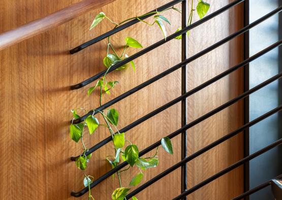 a plant growing on a railing